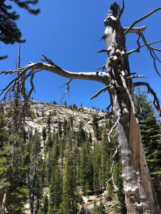 Ferienwohnung Mammoth Awesome Location-1 Min To Shuttles & Food! Toml-Cpan-11402 Mammoth Lakes Exterior foto